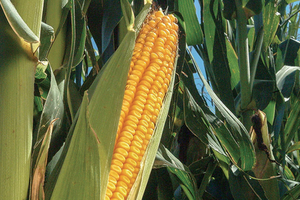ISU Extension and Outreach is urging corn and soybean producers to keep an eye out for stalk borers. 